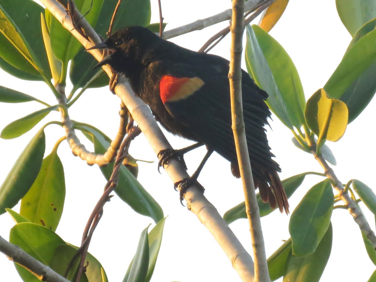 Red-shouldered Blackbird - Kent Fiala