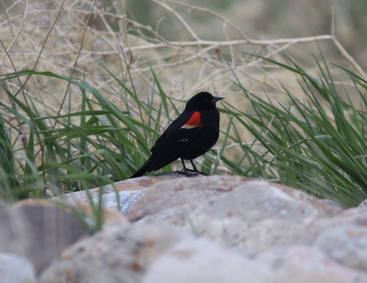 Red-winged Blackbird - ML453346331