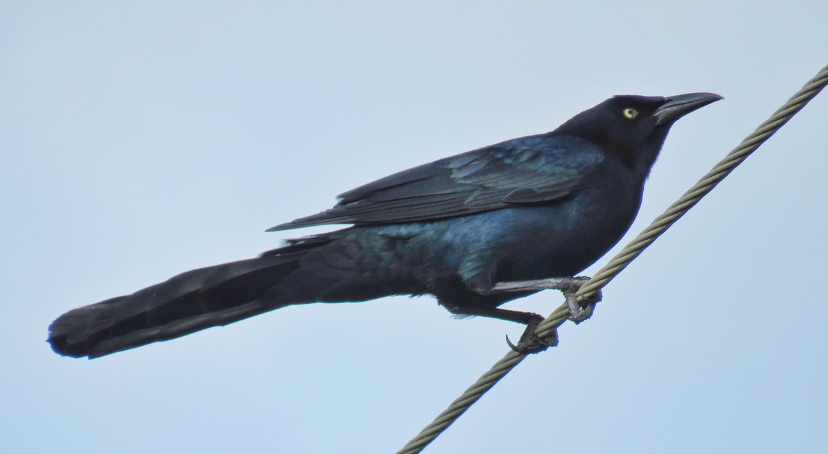 Great-tailed Grackle - ML45334741
