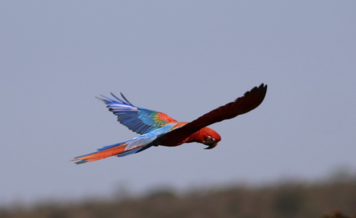 Red-and-green Macaw - Rohan van Twest