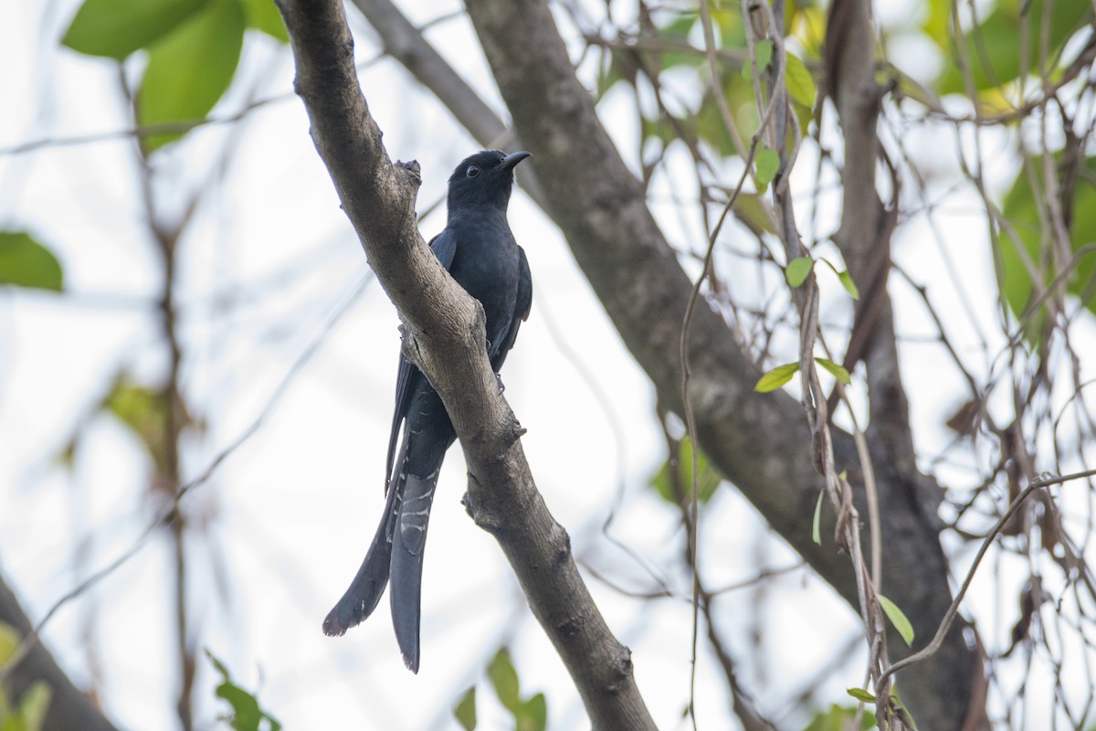 Fork-tailed Drongo-Cuckoo - Aniketa Kabir