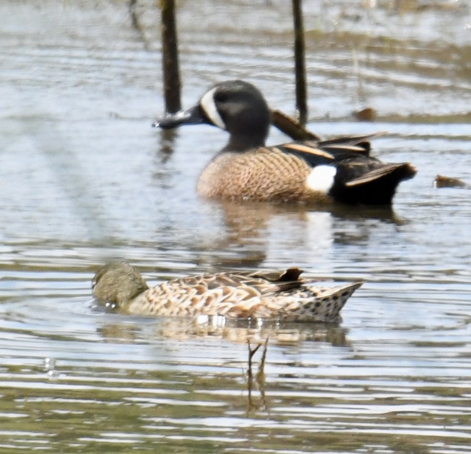 Blue-winged Teal - ML453356171