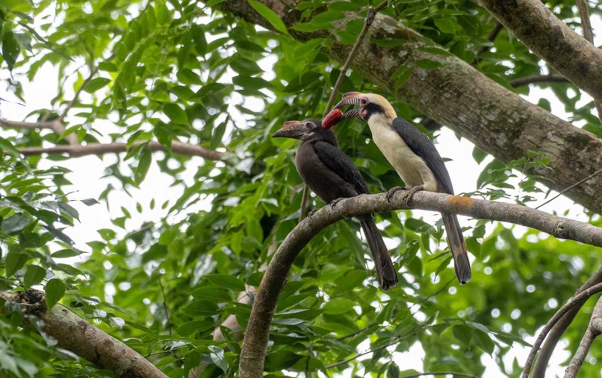 Luzon Hornbill - Forest Botial-Jarvis