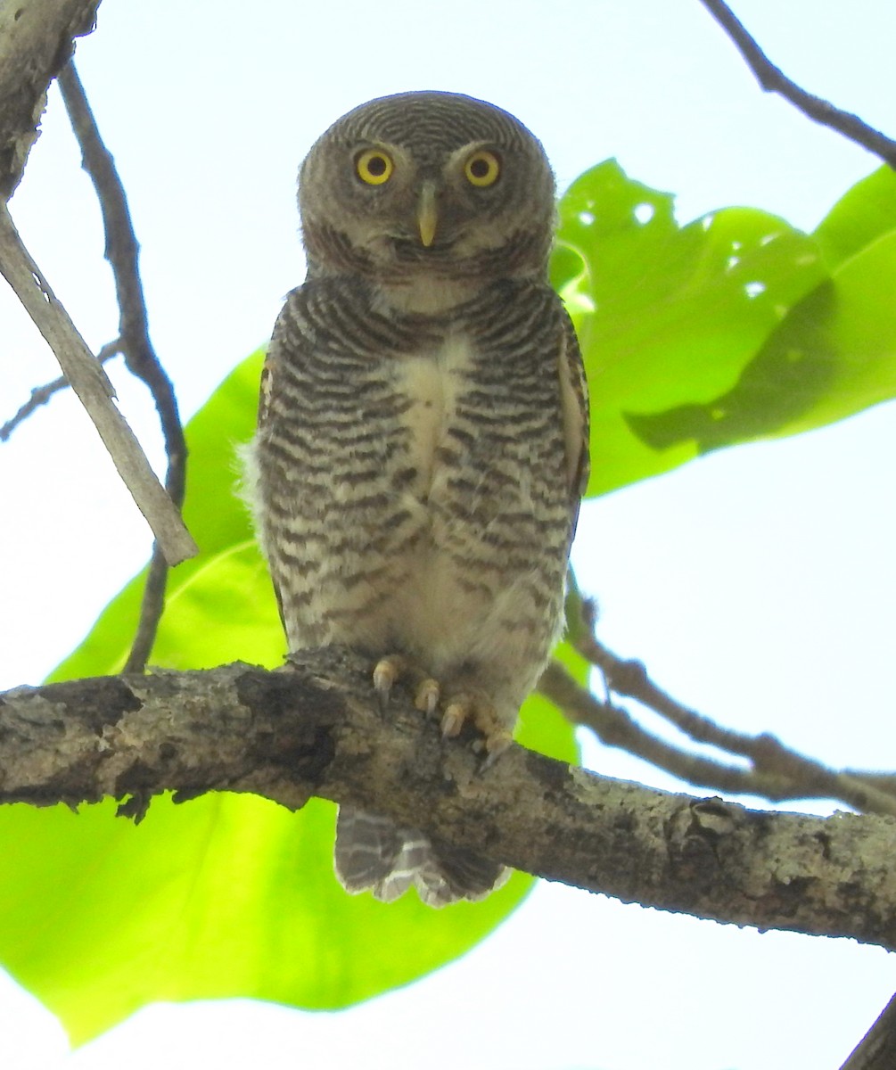 Jungle Owlet - Laxminarayan Sonawane