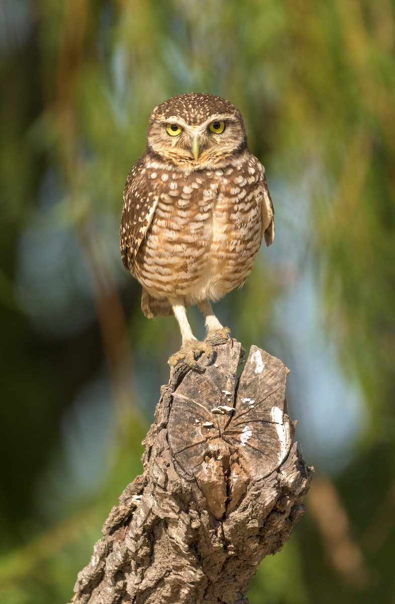 Burrowing Owl - ML453375241