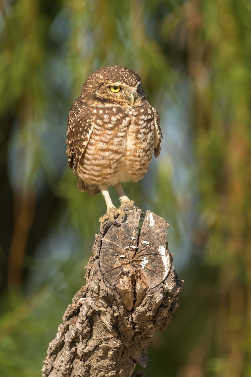 Burrowing Owl - ML453375271