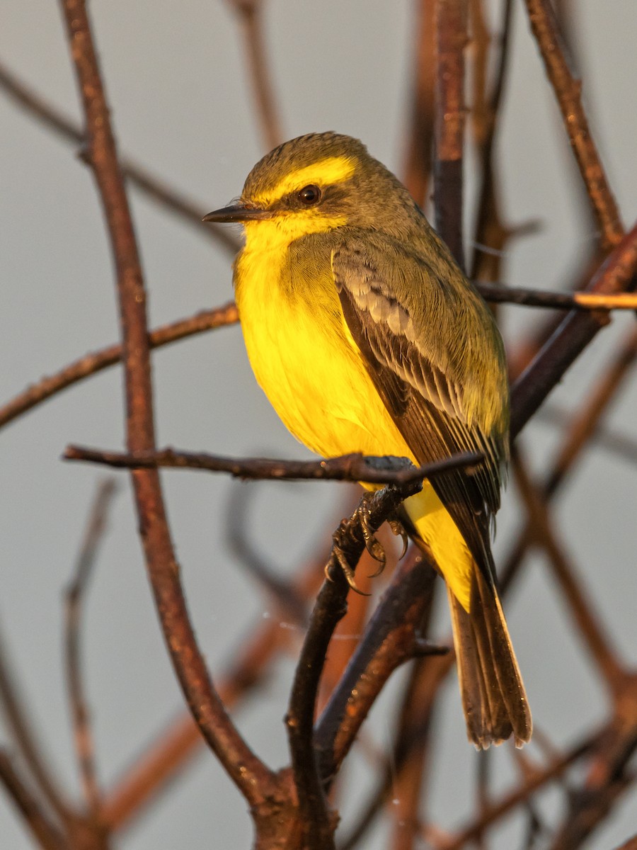 Yellow-browed Tyrant - Carlos Rossello