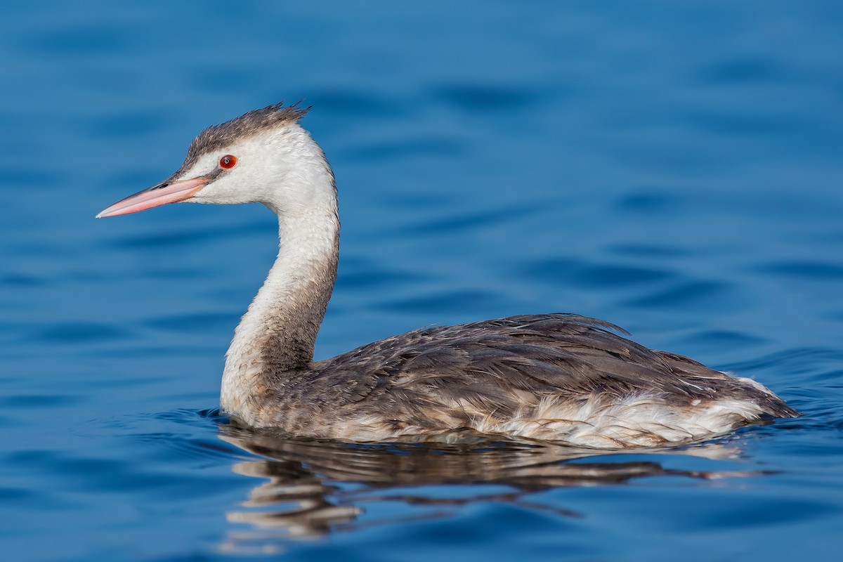 Great Crested Grebe - ML453378521