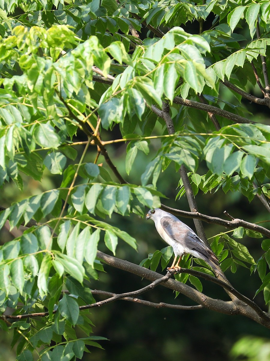 Chinese Sparrowhawk - ML453379021