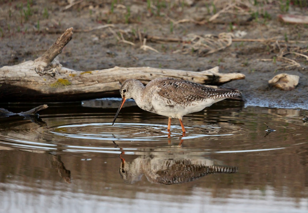 Spotted Redshank - ML453389811