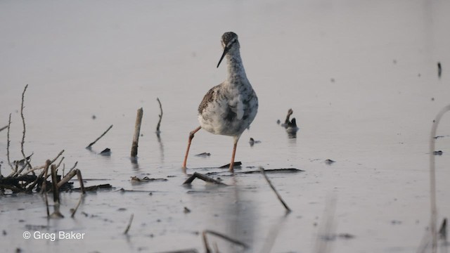 Spotted Redshank - ML453389931
