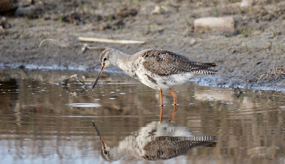 Spotted Redshank - ML453390721