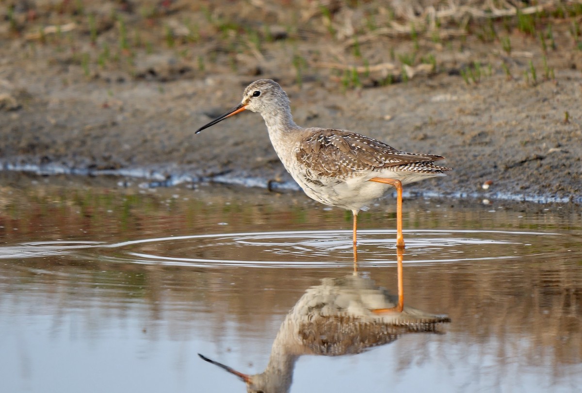 Spotted Redshank - ML453390751