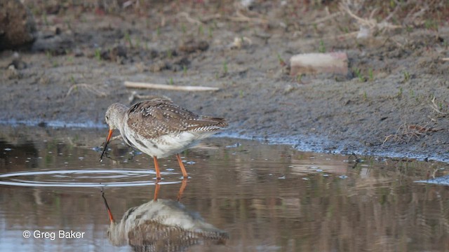 Spotted Redshank - ML453390851