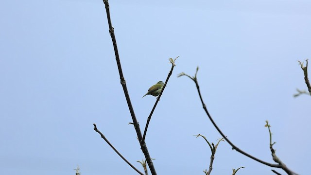 Green-tailed Sunbird - ML453393951