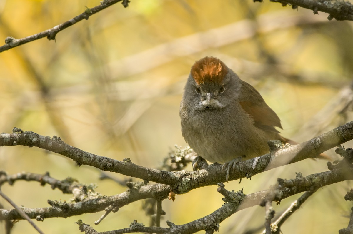 Sooty-fronted Spinetail - ML453399521