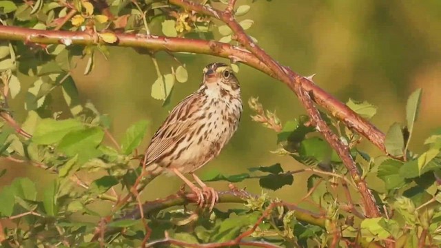 Savannah Sparrow (Savannah) - ML453400541