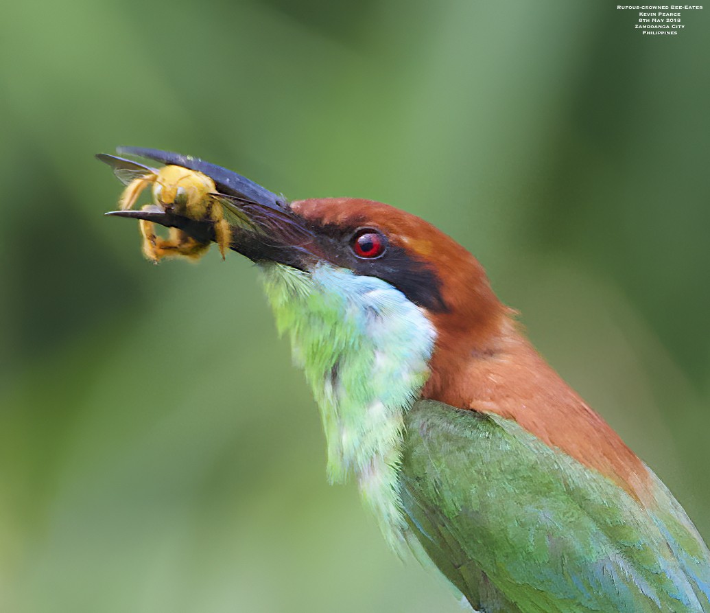 Rufous-crowned Bee-eater - ML453403971