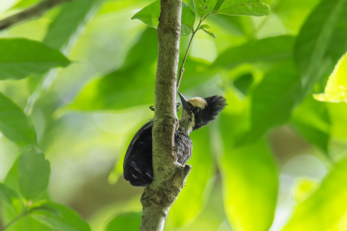 Heart-spotted Woodpecker - Wich’yanan Limparungpatthanakij