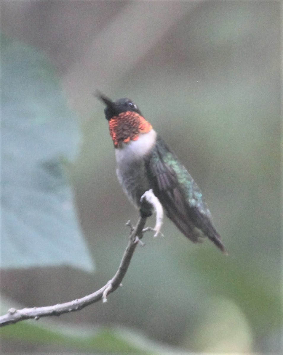 Ruby-throated Hummingbird - ML45340531