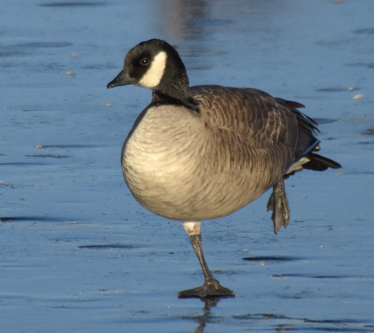 Cackling Goose (Richardson's) - ML45340581