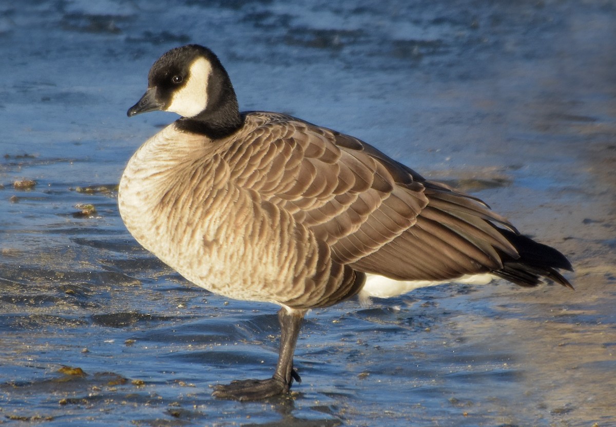Cackling Goose (Richardson's) - ML45340601