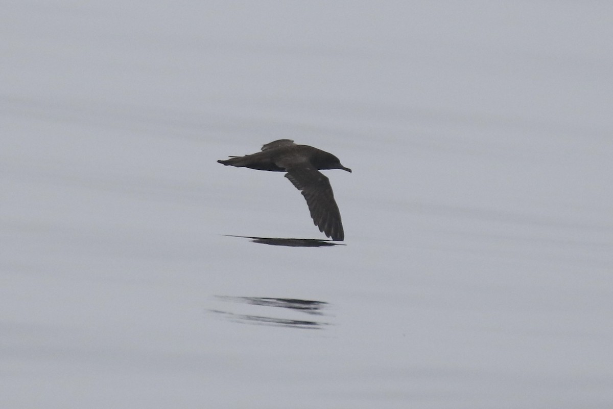 Sooty Shearwater - Otto Mayer