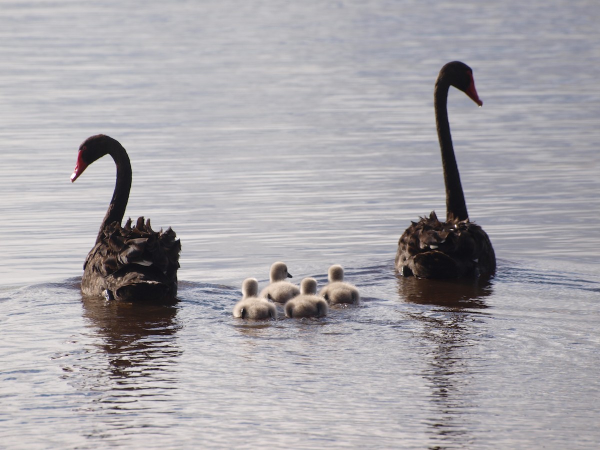 Black Swan - Patrick Wyllie