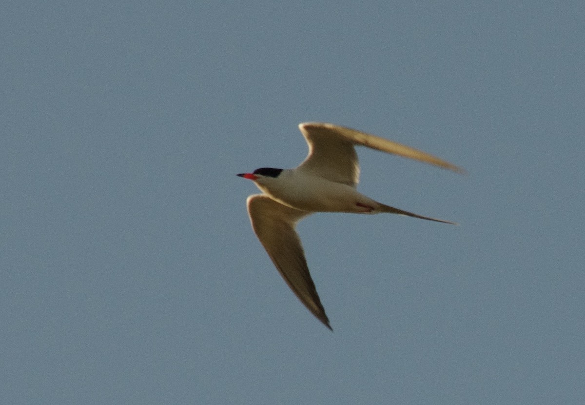 Common Tern - robert beauchamp