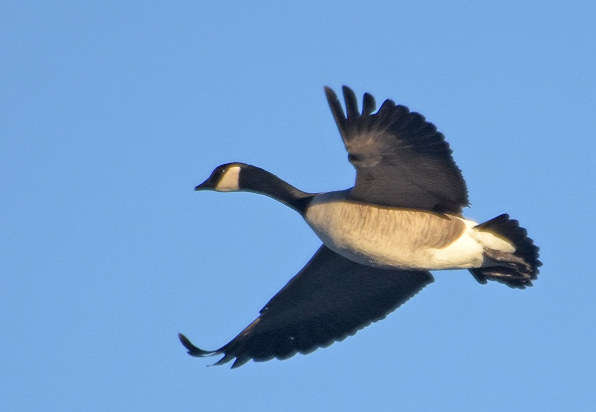 Cackling Goose (Richardson's) - ML45341431