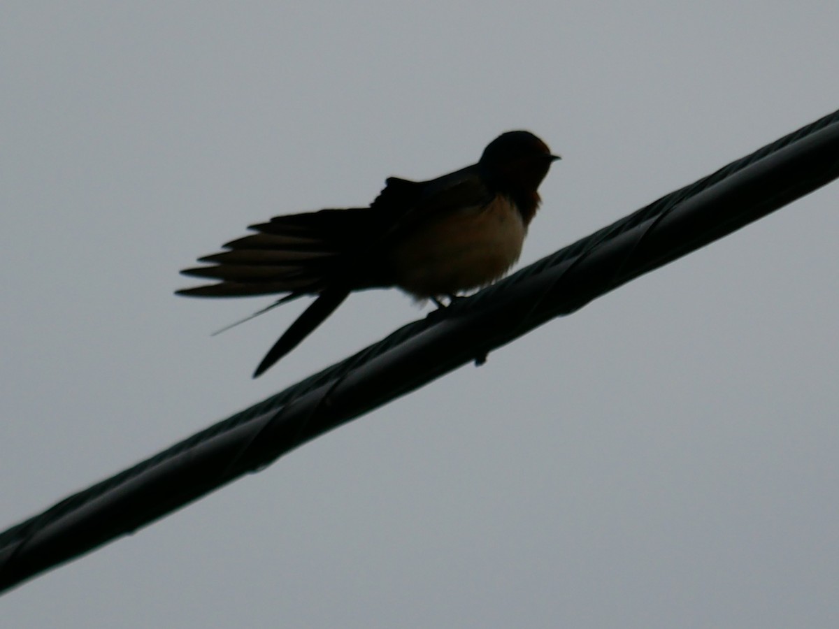 Barn Swallow - ML453415721