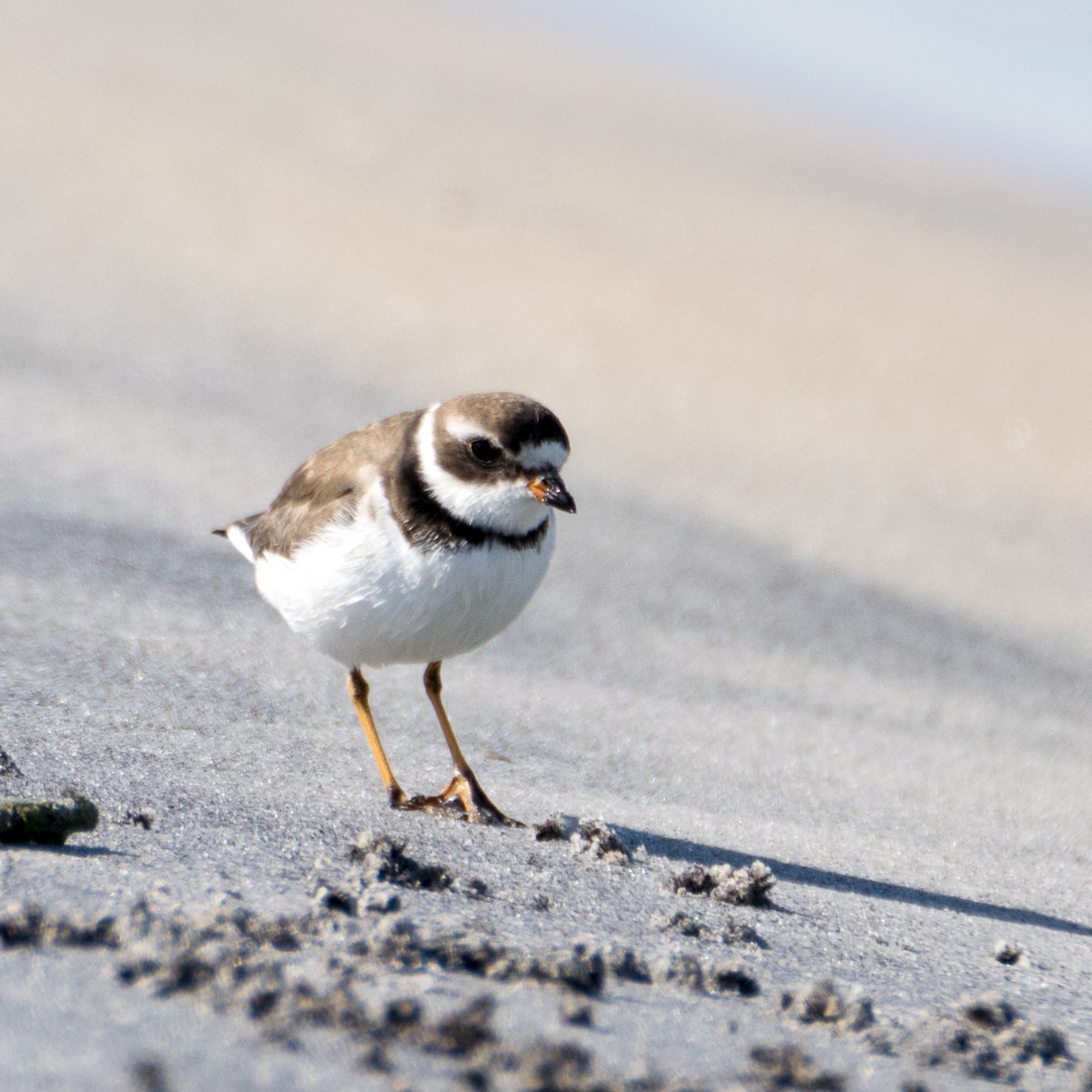 Semipalmated Plover - ML45342011