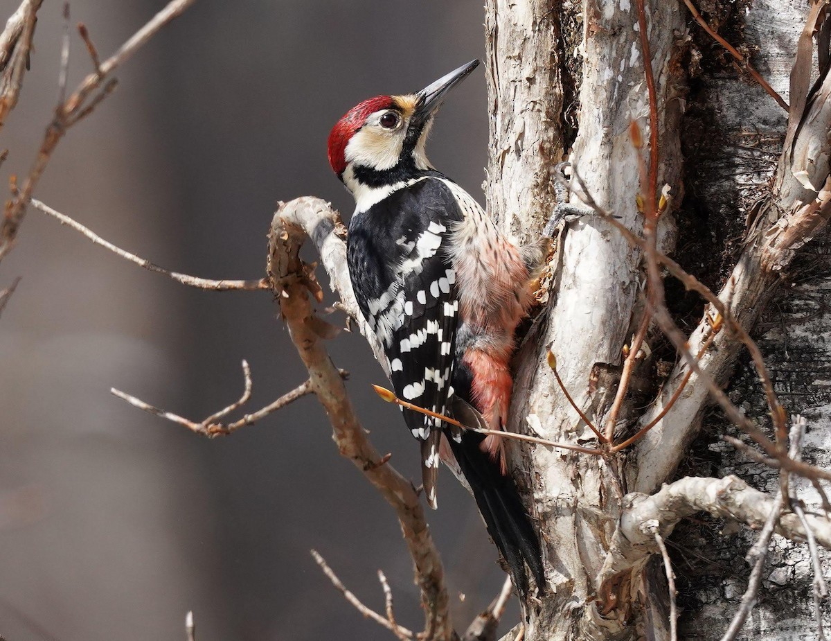 White-backed Woodpecker - ML453420921