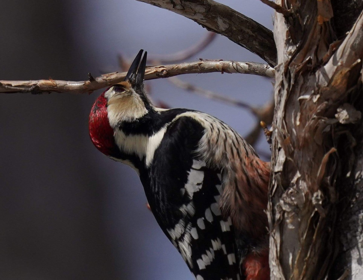 White-backed Woodpecker - ML453420961