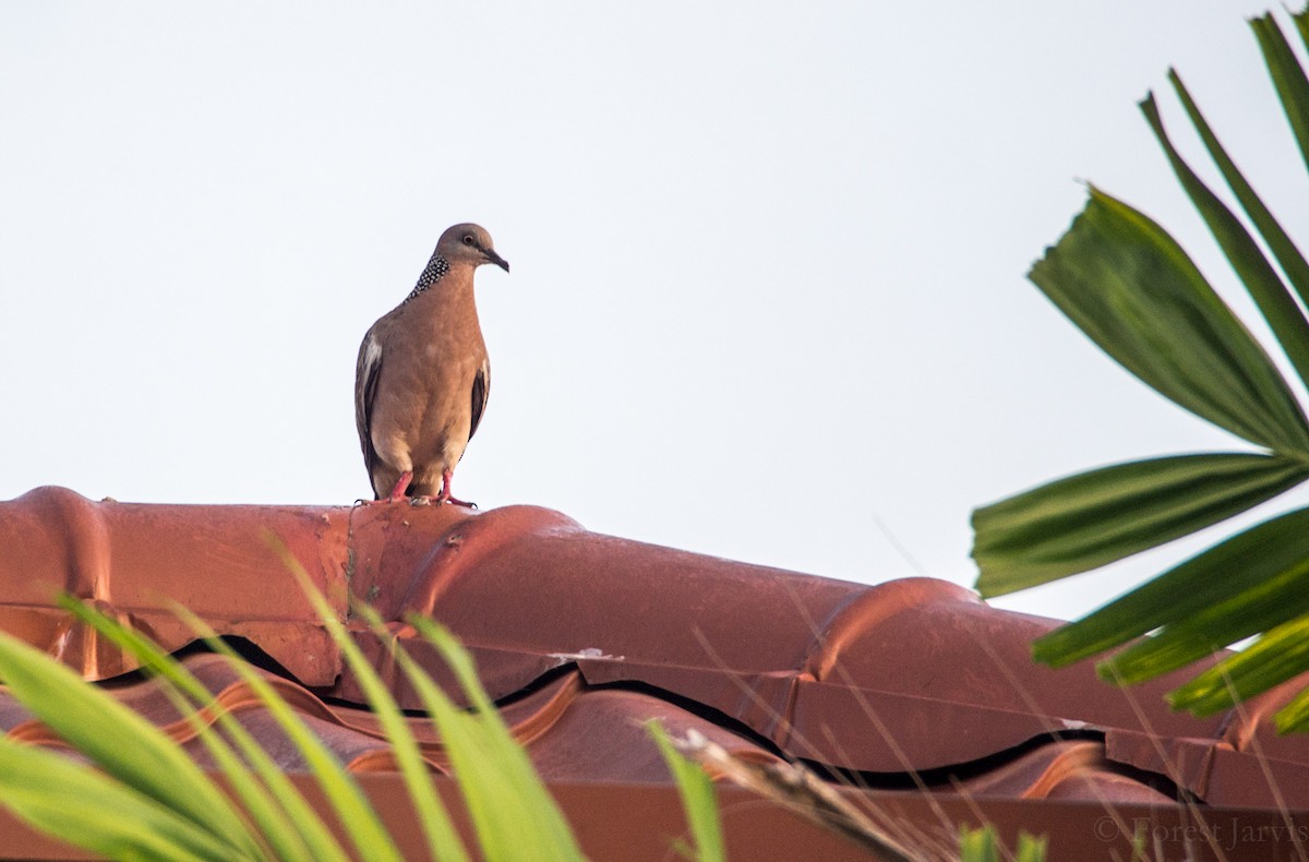 Spotted Dove - ML45342171