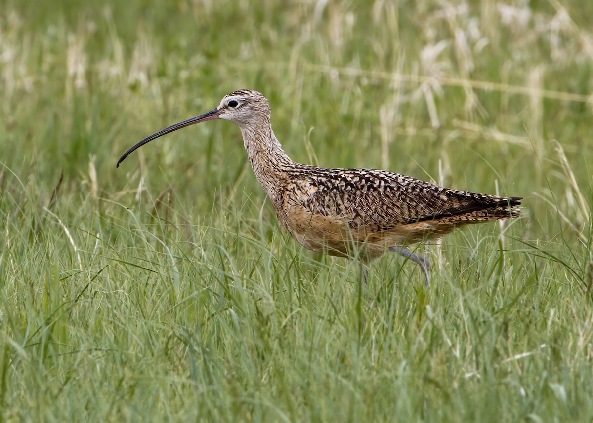 Long-billed Curlew - ML453427761