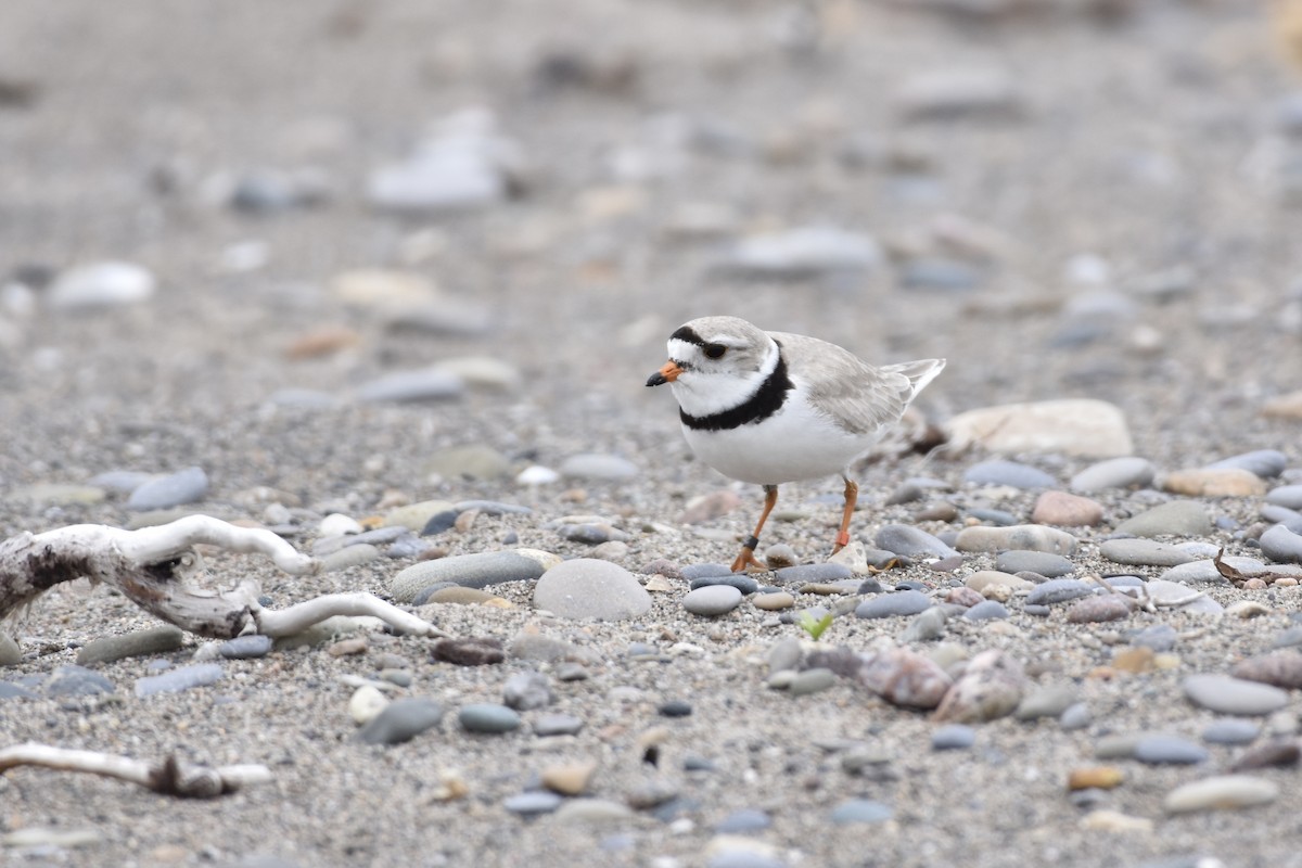 Piping Plover - ML453431611