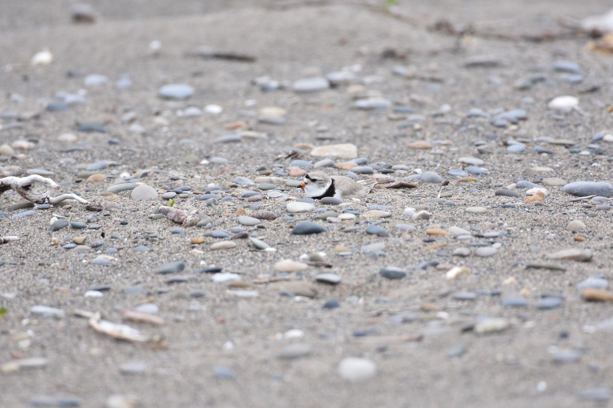 Piping Plover - ML453431711