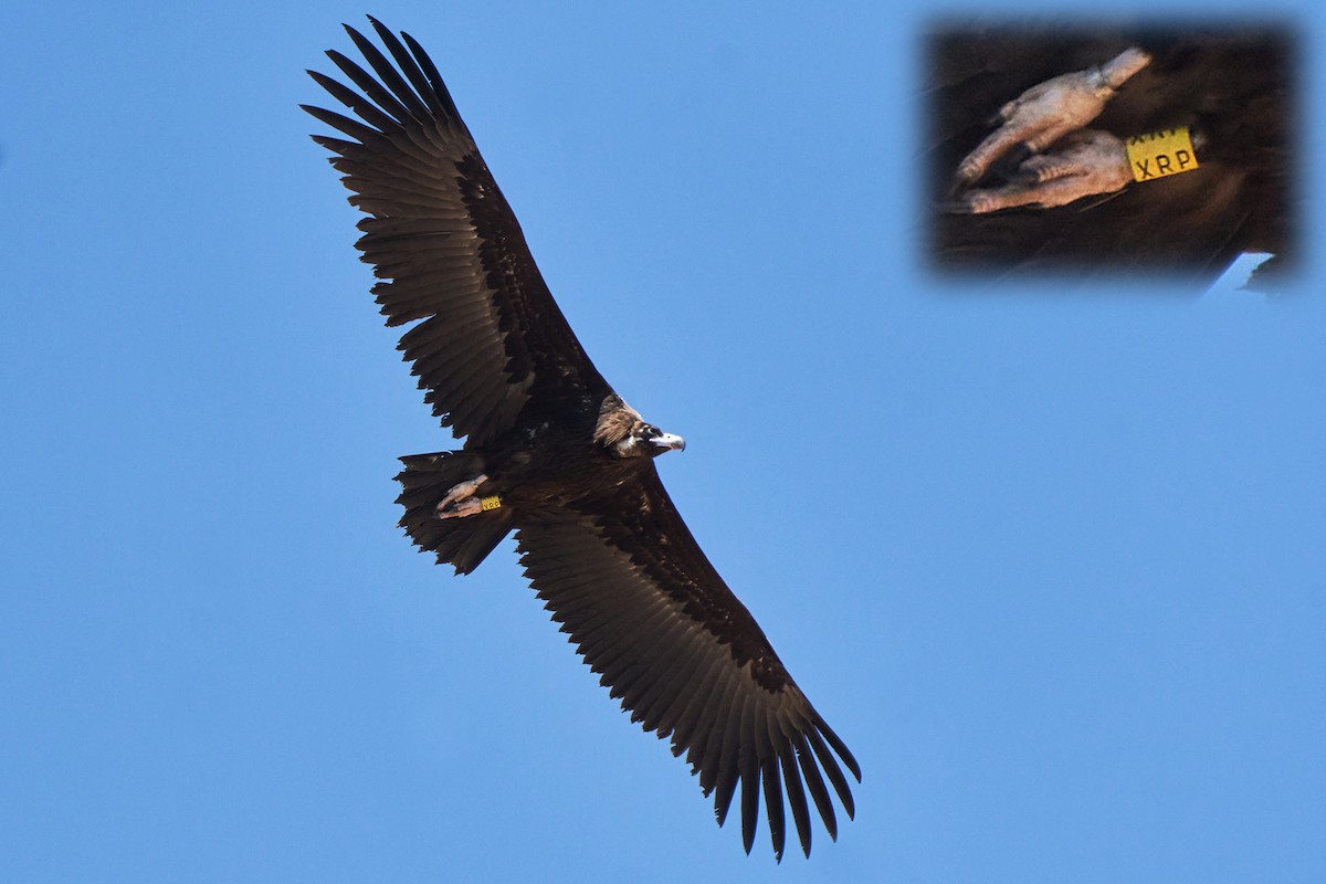 Cinereous Vulture - ML453438851