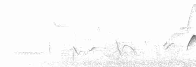 Batı Amerika Sinekkapanı (occidentalis/hellmayri) - ML453440421