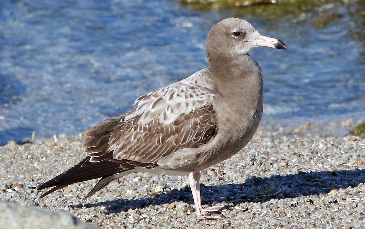 Black-tailed Gull - ML45344051