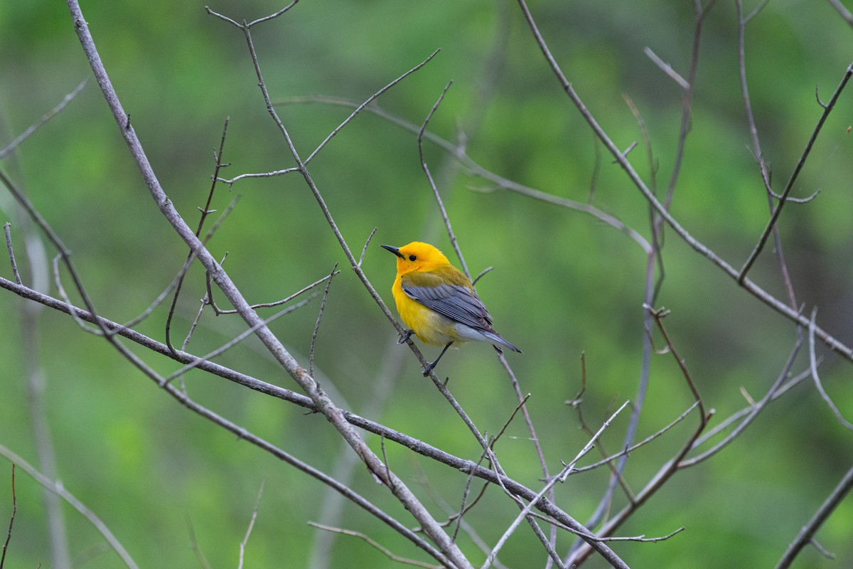 Prothonotary Warbler - ML453442091