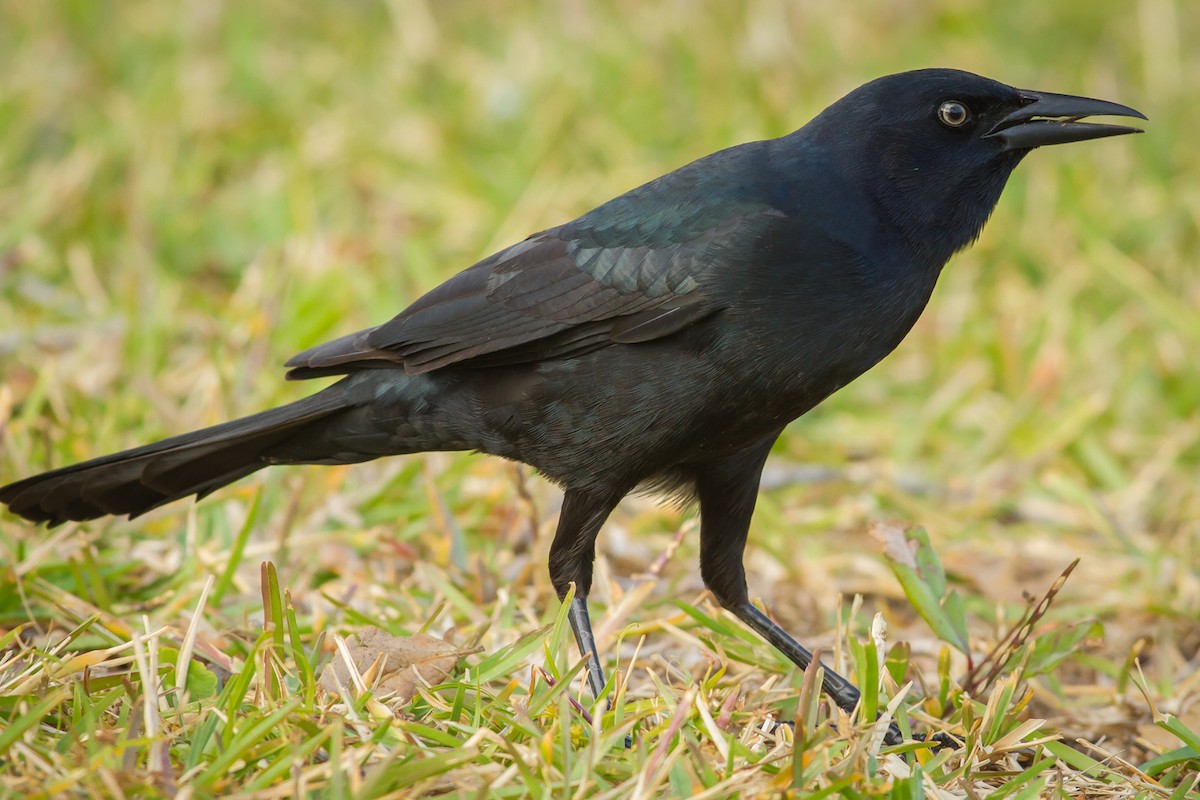 Boat-tailed Grackle - ML45344351