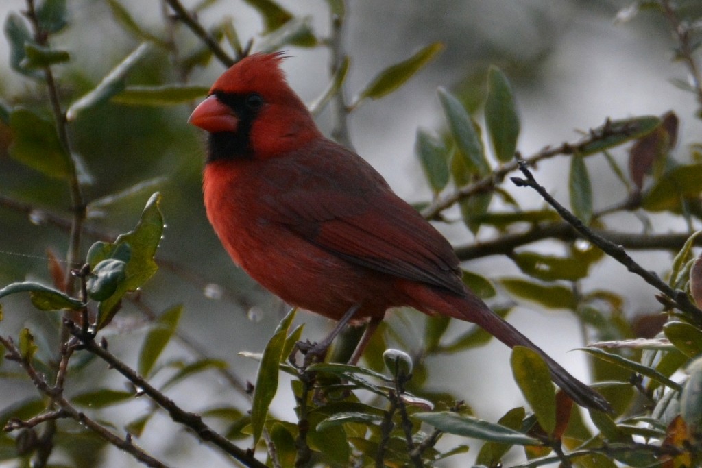 Northern Cardinal - John Whitehead