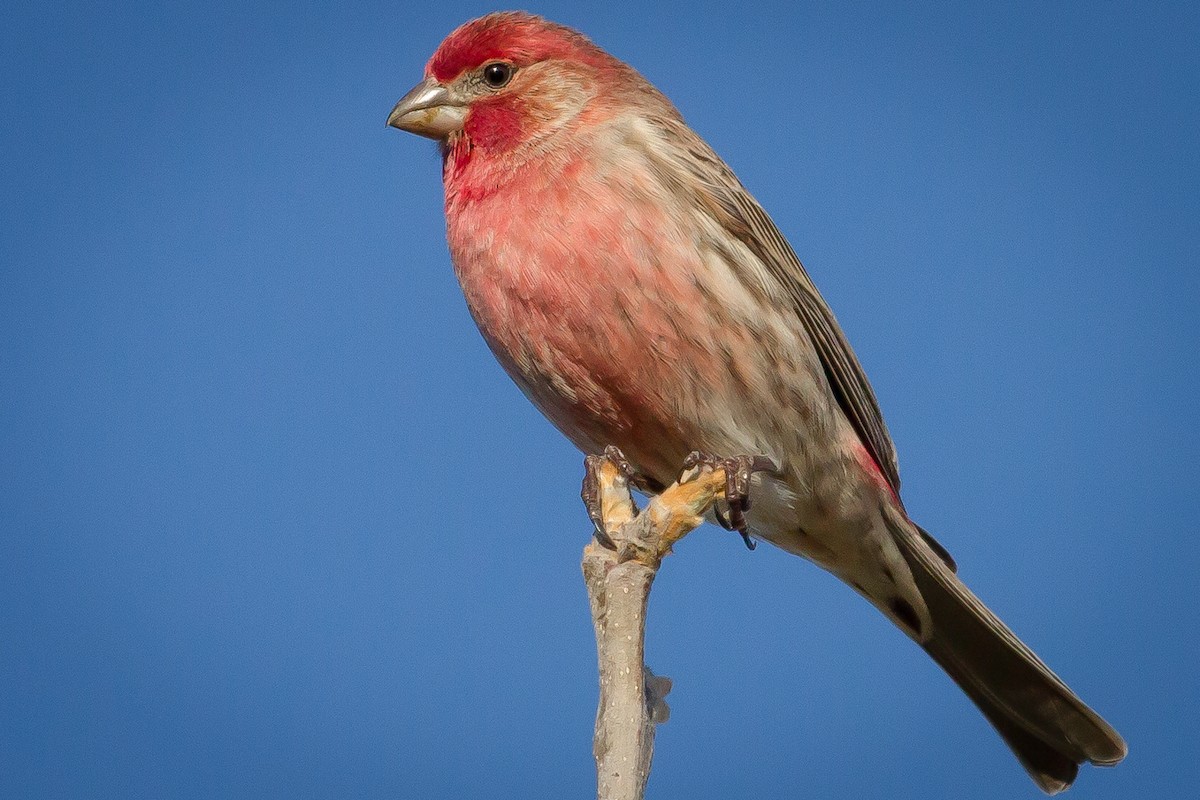 House Finch - Kyle Blaney