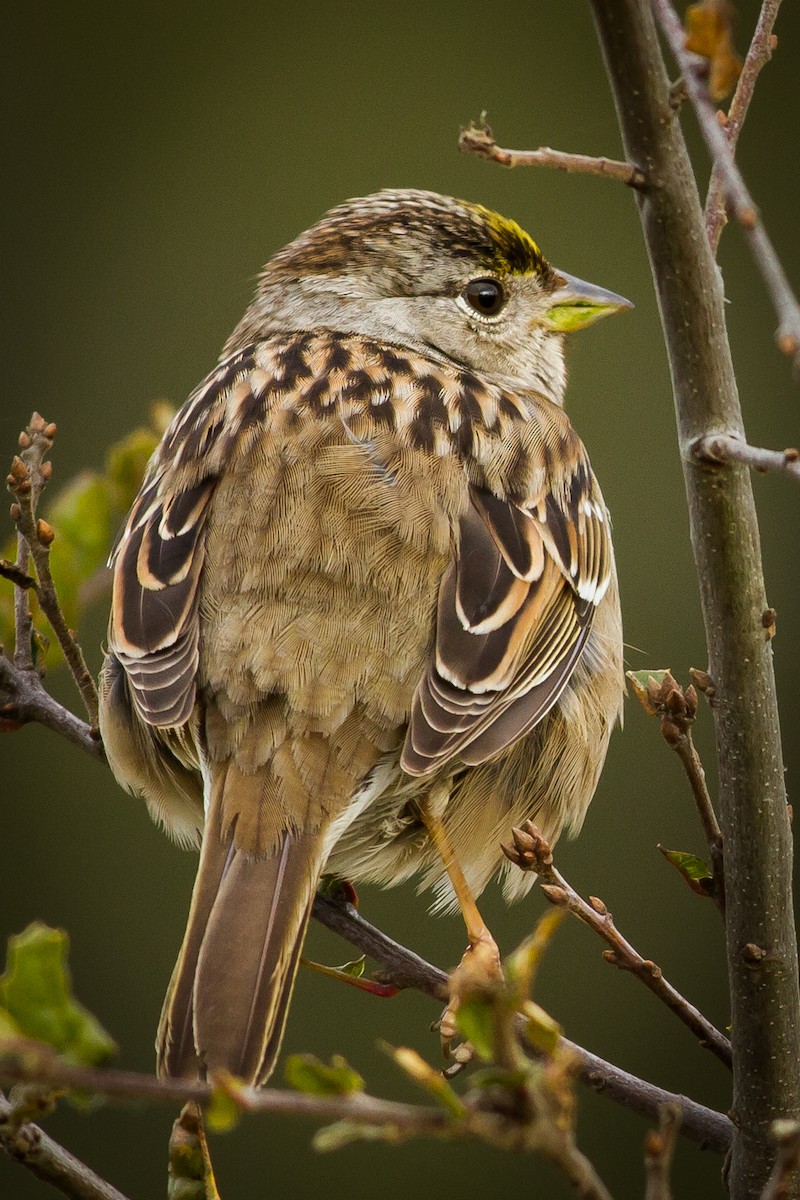 Golden-crowned Sparrow - ML45345271