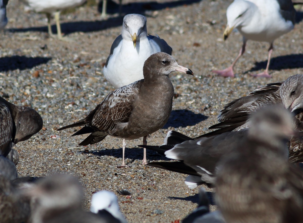 Black-tailed Gull - ML45345631