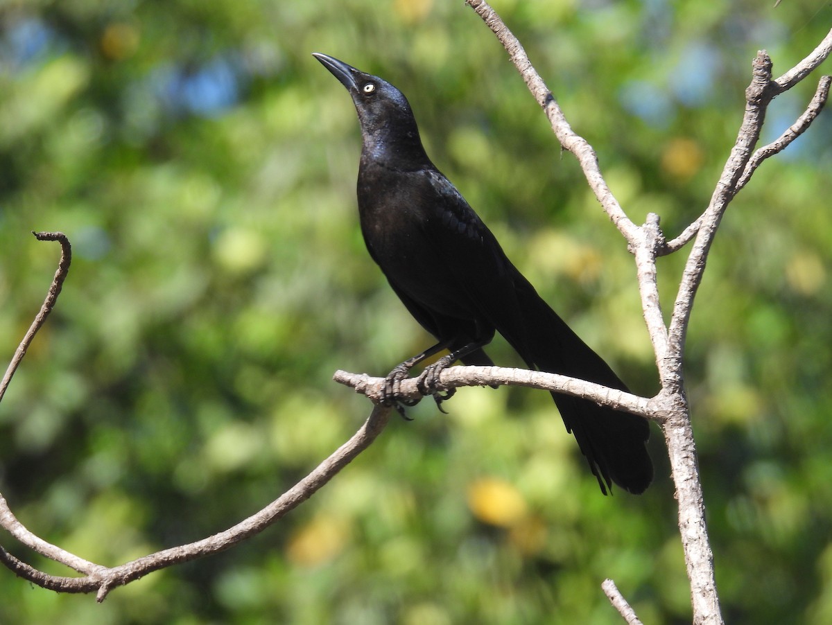 Great-tailed Grackle (Western) - ML453458071