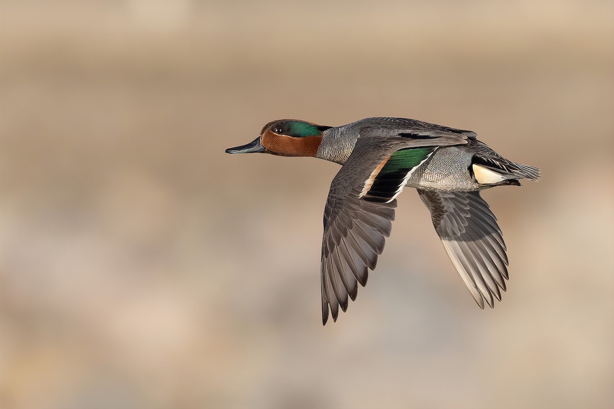 Green-winged Teal - ML453466991