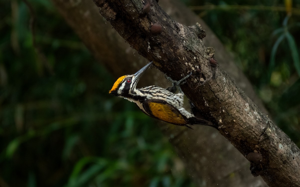 White-naped Woodpecker - Sharang Satish